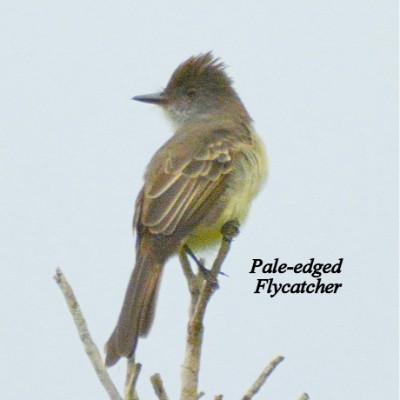 Pale-edged Flycatcher